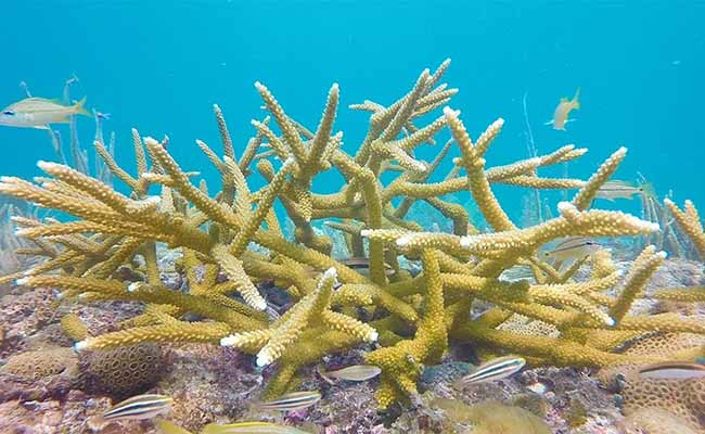 Staghorn Coral