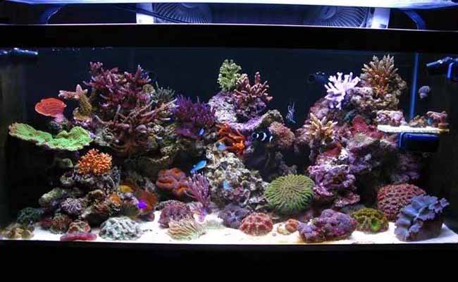 Three Islands reef tank