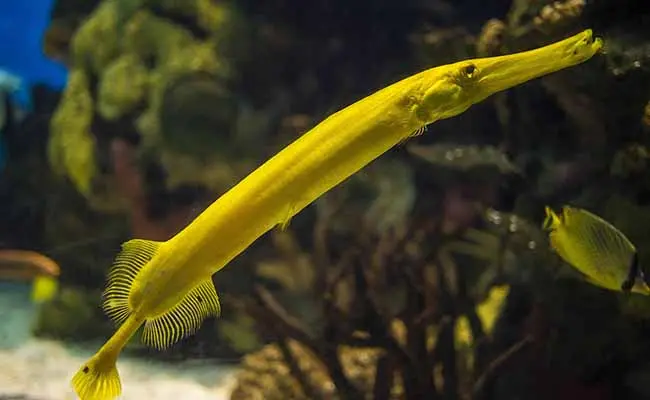 Trumpet fish