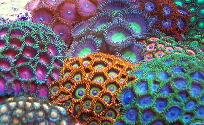 Zoanthids and Palythoa