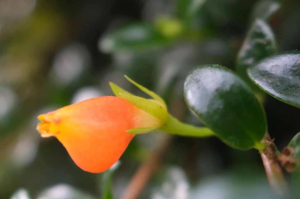 goldfish plant care