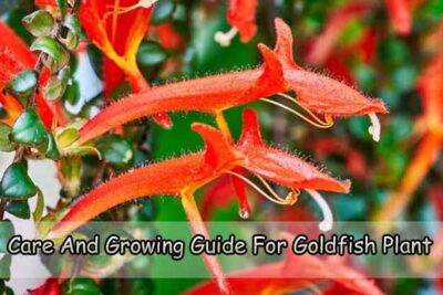 Care And Growing Guide For Goldfish Plant