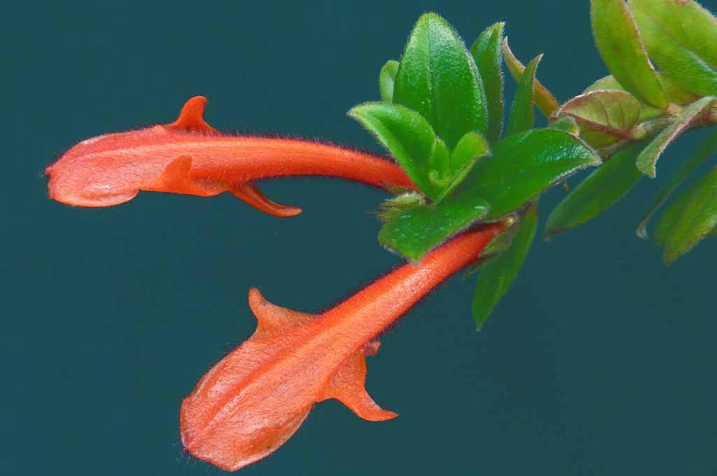 Guide For Goldfish Plant