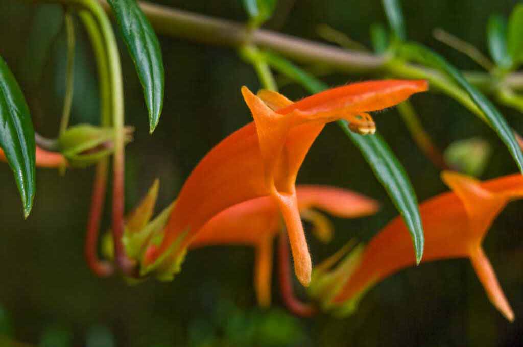 Growing Goldfish Plant