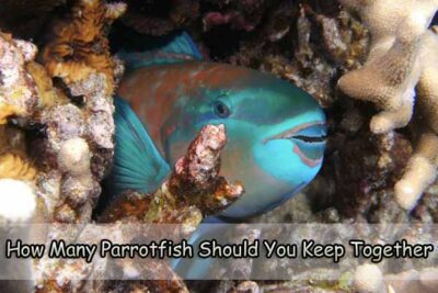 How Many Parrot fish Should You Keep Together