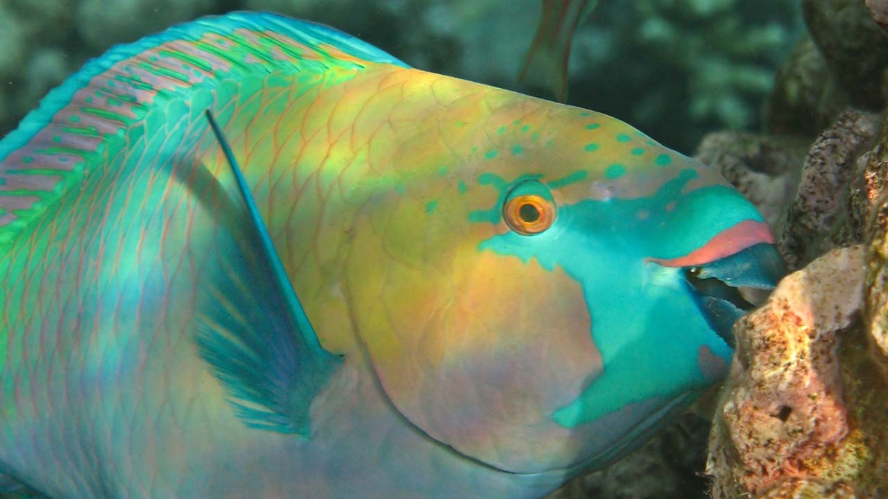 can parrot fish live with