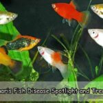 Columnaris Fish Disease Spotlight and Treatment