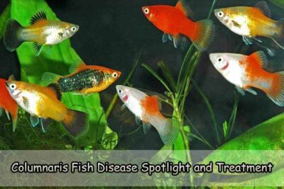 Columnaris Fish Disease Spotlight and Treatment