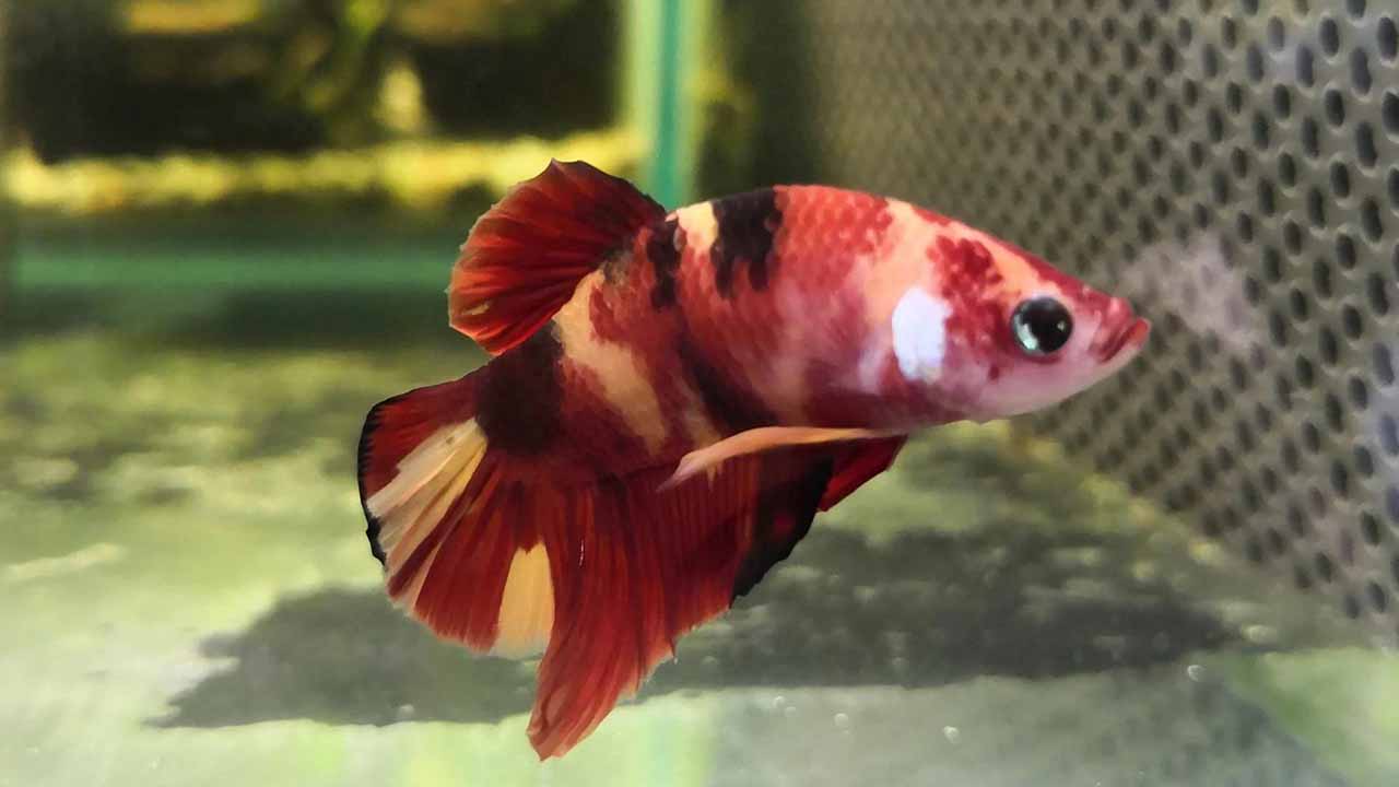 betta fish columnaris