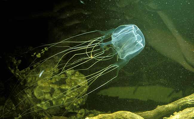 Box Jellyfish