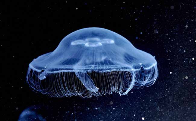 Moon Jellyfish