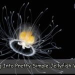 Diving Into Pretty Simple Jellyfish World