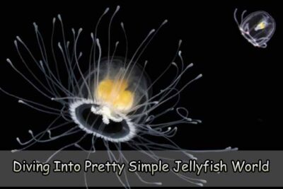 Diving Into Pretty Simple Jellyfish World