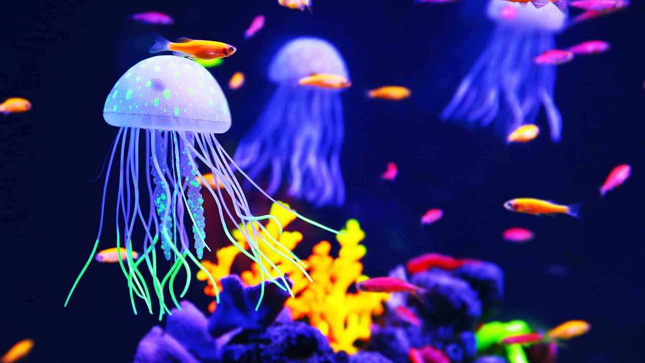 do jellyfish have brains