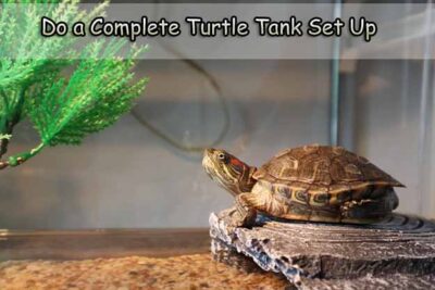 Do a Complete Turtle Tank Set Up