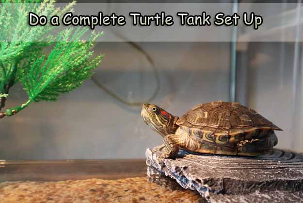 Do a Complete Turtle Tank Set Up