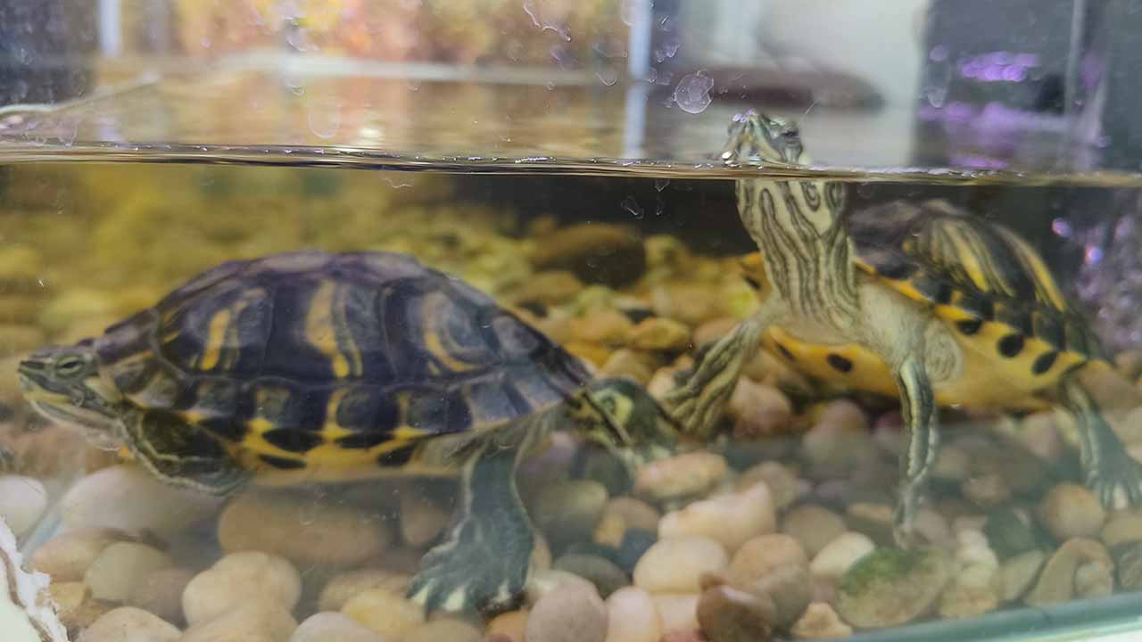 Turtle Tank Set Up