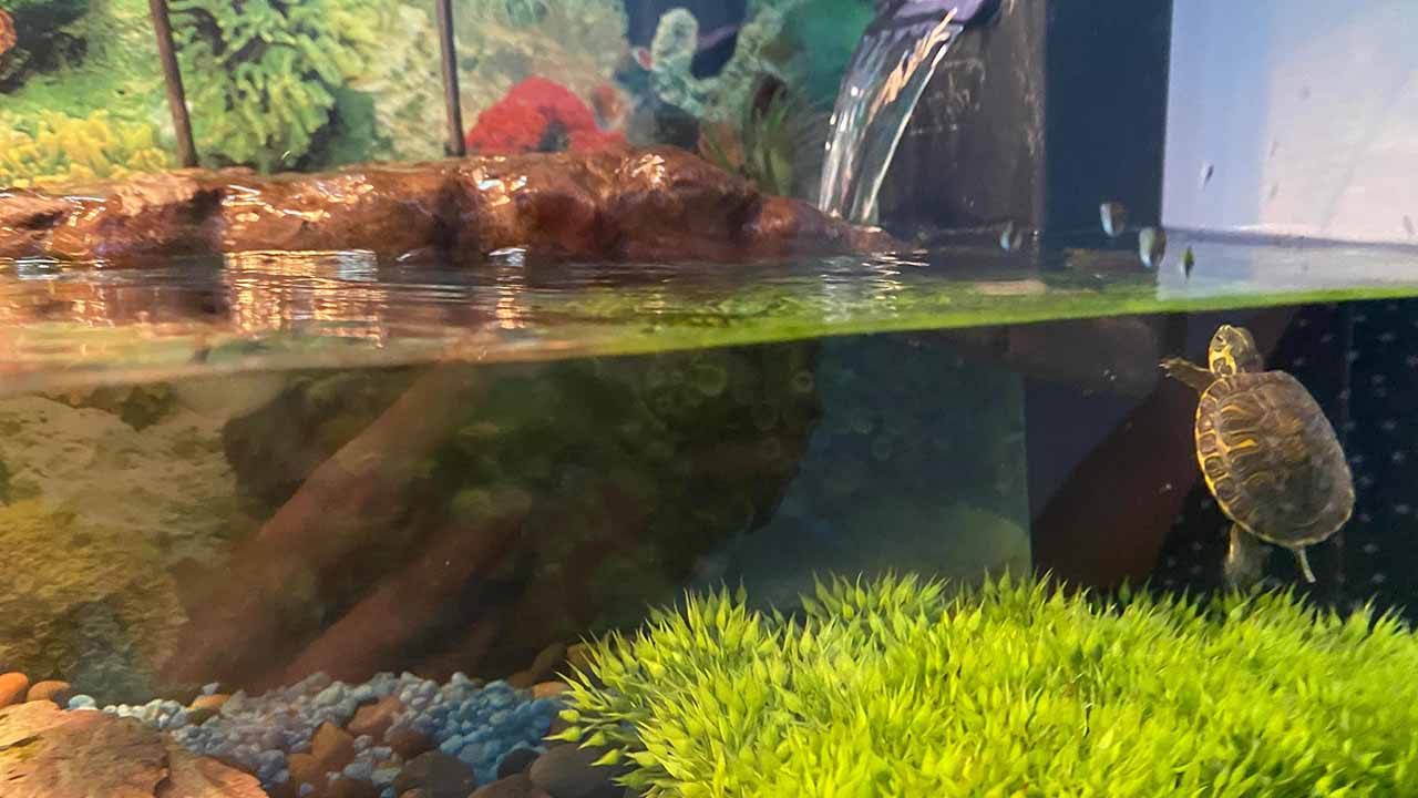 tank set up for turtles