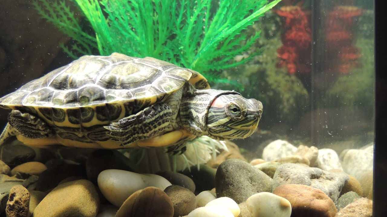 build a turtle tank