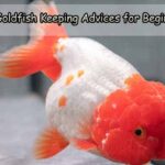 Fancy Goldfish Keeping Advices for Beginners