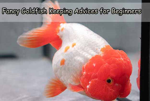 Fancy Goldfish Keeping Advices for Beginners