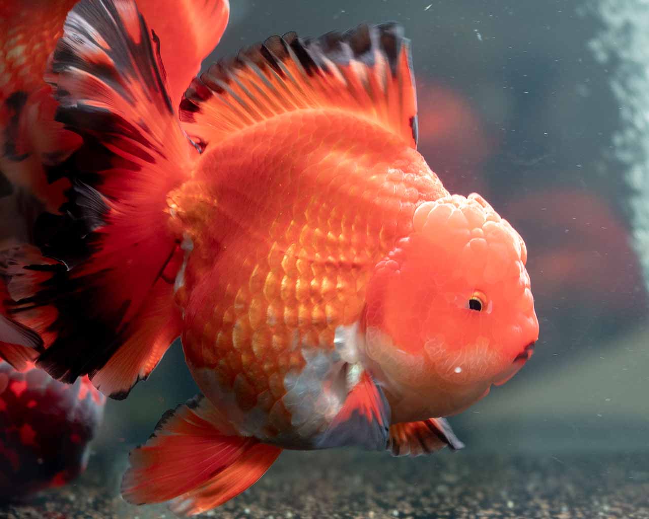 fancy goldfish types