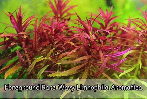 Foreground Rare Wavy Limnophila Aromatica