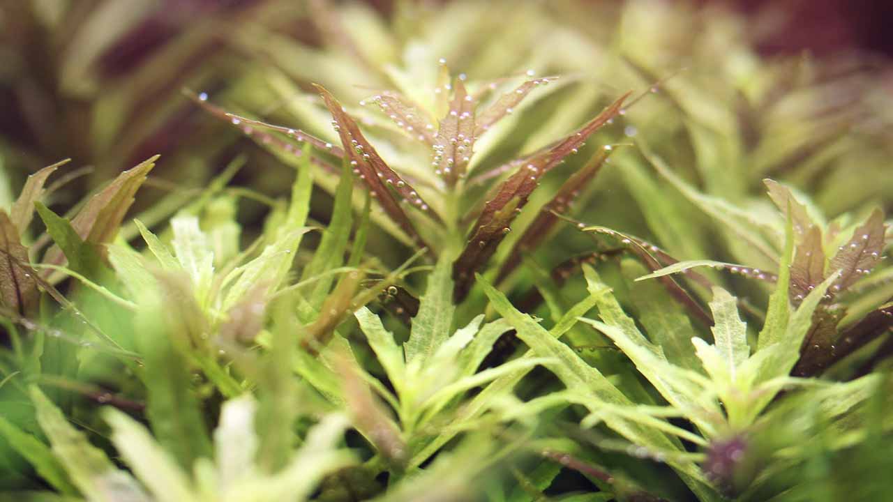 rice paddy herb