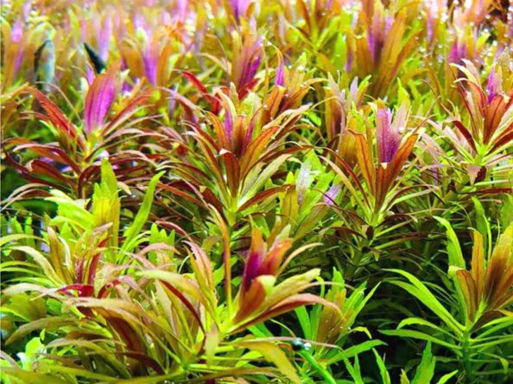 how to grow limnophila aromatica