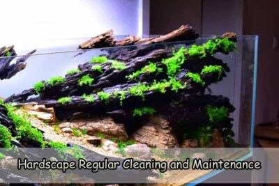 Hardscape Regular Cleaning and Maintenance