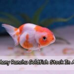 How Many Ranchu Goldfish Stock In A Tank
