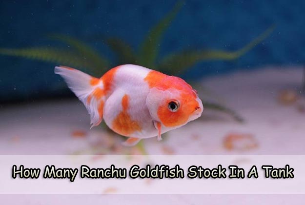How Many Ranchu Goldfish Stock In A Tank hygger