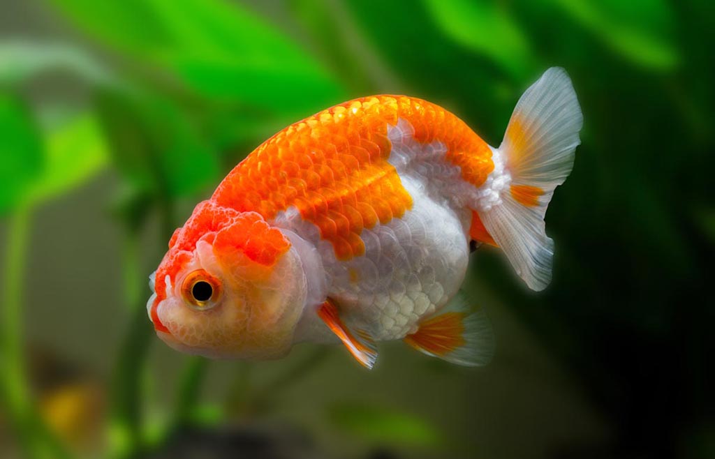 Ranchu Goldfish Stock