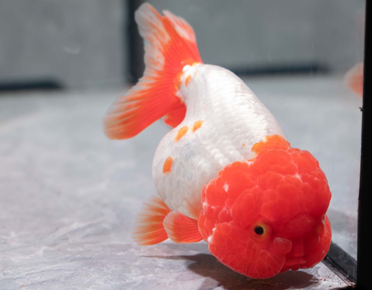 ranchu goldfish