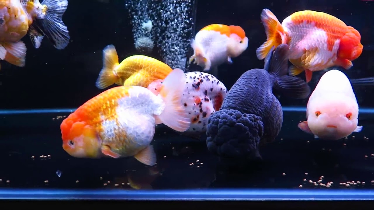 how many ranchu goldfish