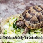 How to Build a Safely Tortoise Enclosure