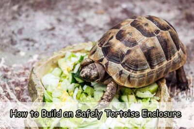 How to Build a Safely Tortoise Enclosure