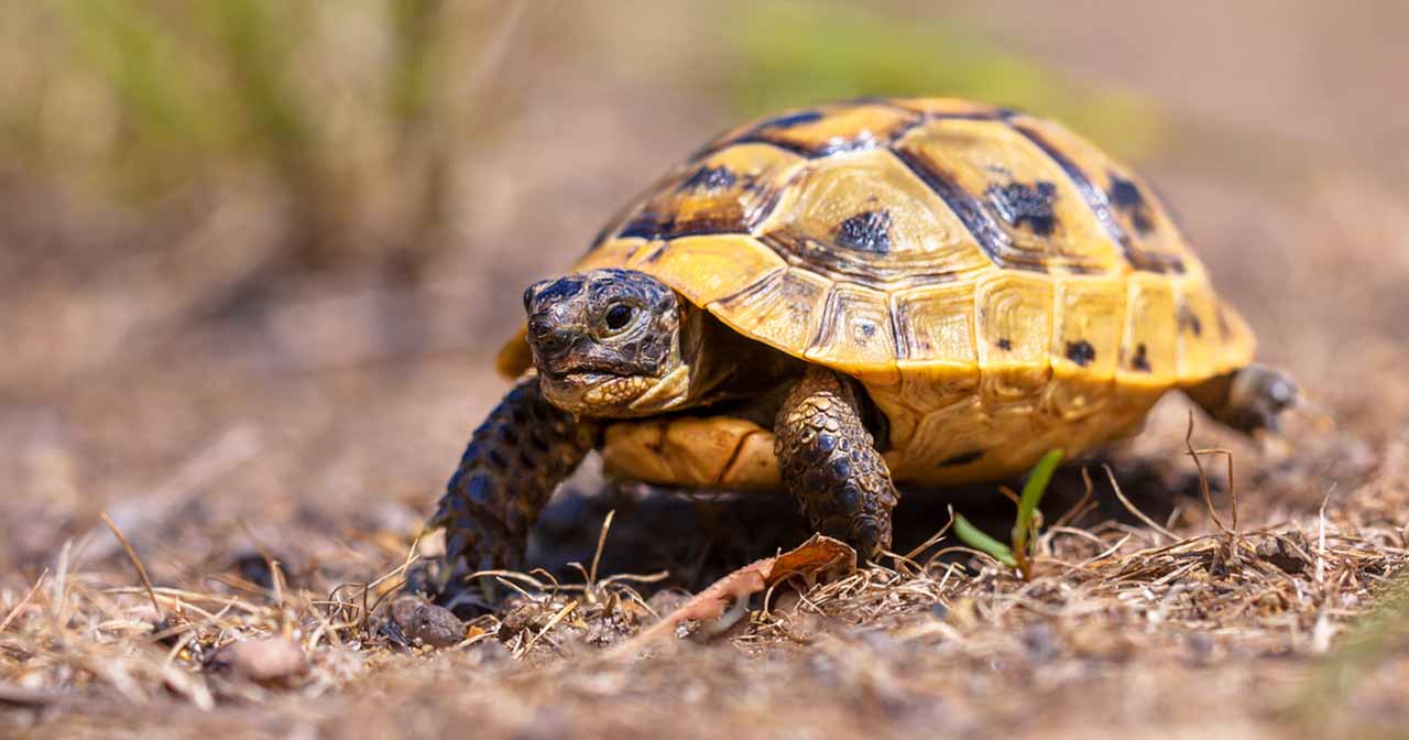 Safely Tortoise