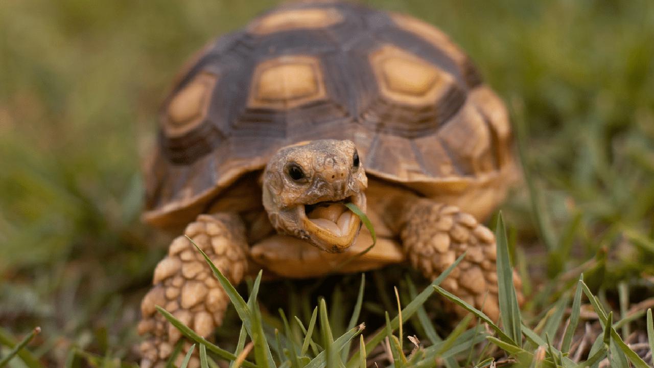 tortoise enclosure