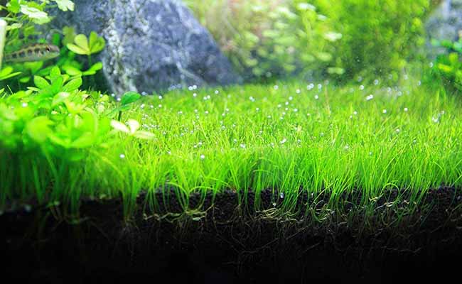 Dwarf Hairgrass