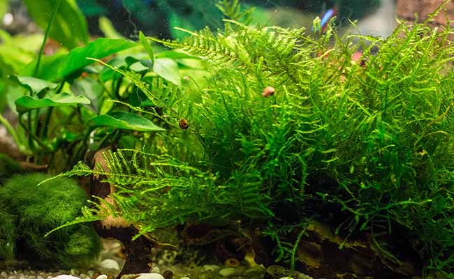 Java Moss