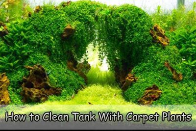 How to Clean Tank With Carpet Plants