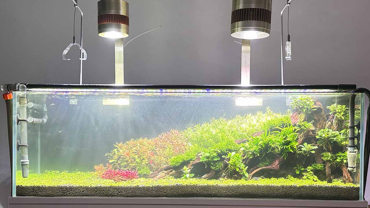clean tank with carpet plants