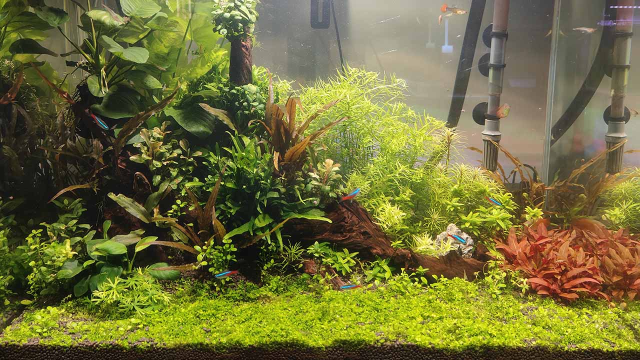 Clean Tank With Carpet Plants