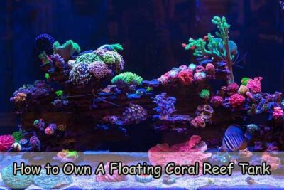 How to Own a Floating Coral Reef Tank