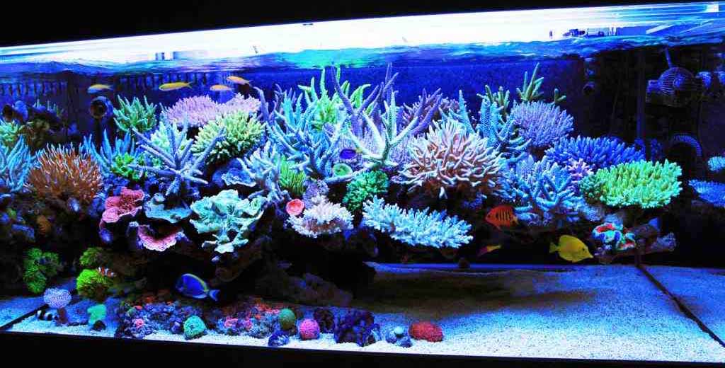 floating coral reef tank