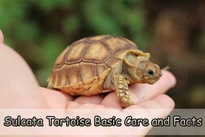 Sulcata Tortoise Basic Care and Facts