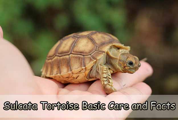Sulcata Tortoise Basic Care and Facts