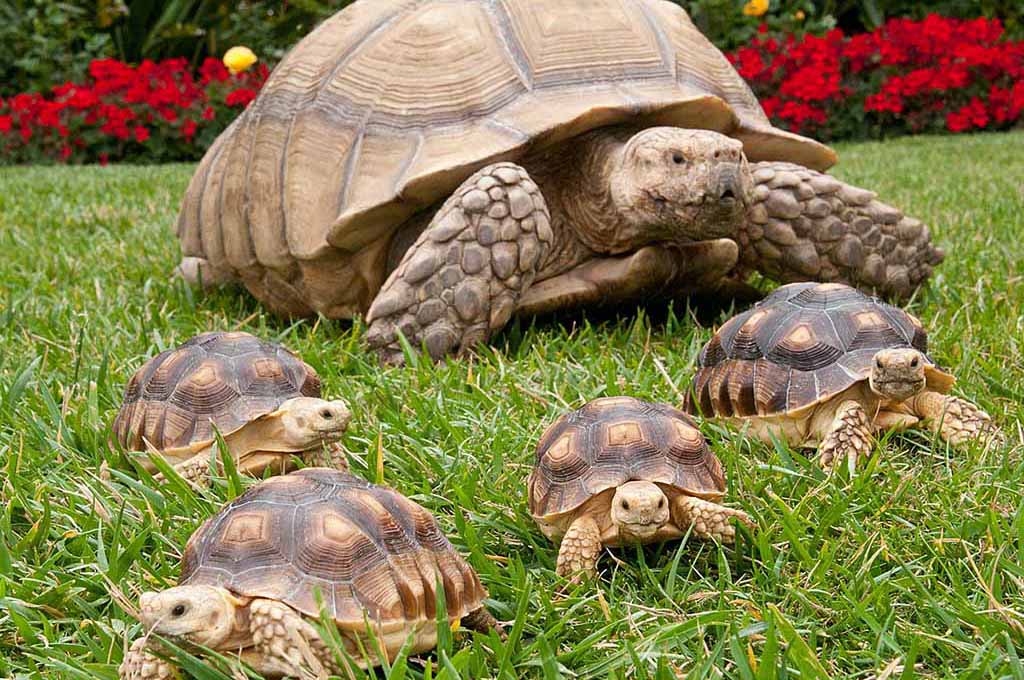 sulcata tortoise care