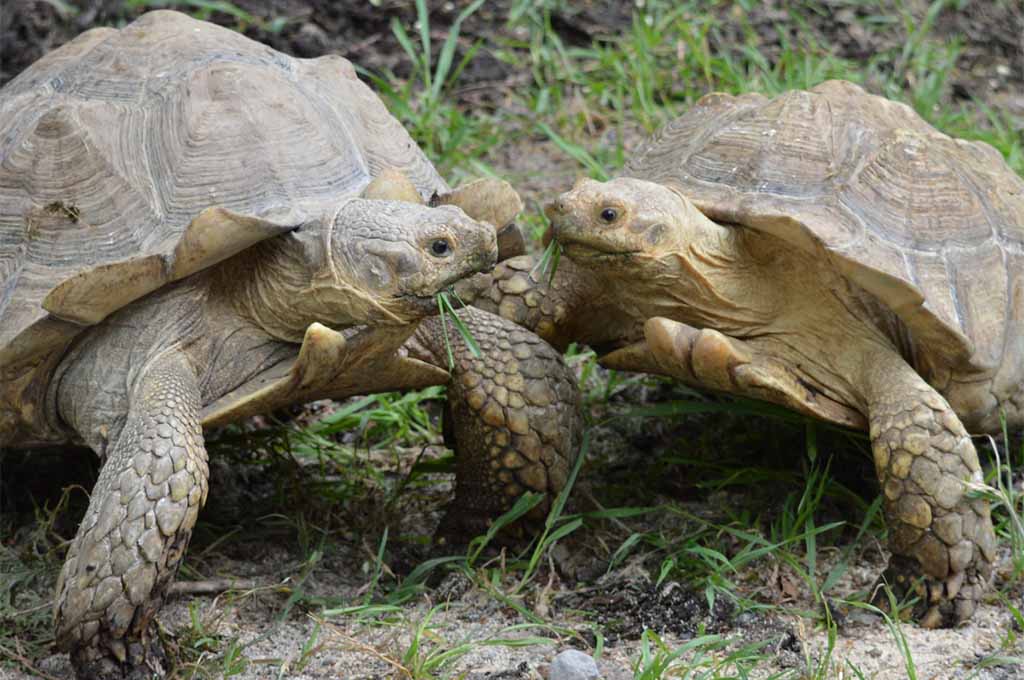 sulcata tortoise diet